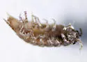 Ligidium gracile - photo 5