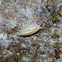 Ligidium kofoidi