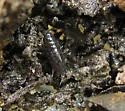 Ligidium lapetum - photo 2