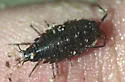 Ligidium latum