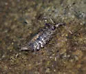 Ligidium latum - photo 2
