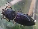 Ligmargus funebris - photo 4