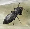 Ligmargus funebris - photo 5
