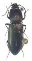 Ligmargus lecontei