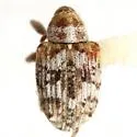 Lignyodes adamanteus