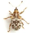 Lignyodes adamanteus - photo 2