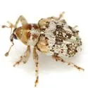 Lignyodes adamanteus - photo 3