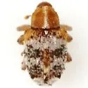 Lignyodes adamanteus - photo 5