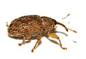 Lignyodes arizonensis