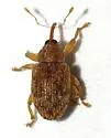 Lignyodes arizonensis - photo 2