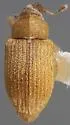 Lignyodes auratus