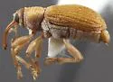 Lignyodes auratus - photo 2