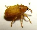 Lignyodes auratus - photo 4