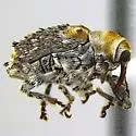 Lignyodes baboquivariensis