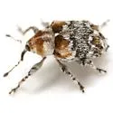 Lignyodes baboquivariensis - photo 2