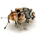 Lignyodes baboquivariensis - photo 3