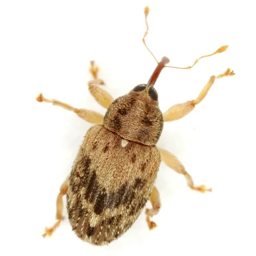 Lignyodes bischoffi