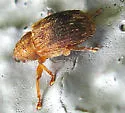 Lignyodes fraxini