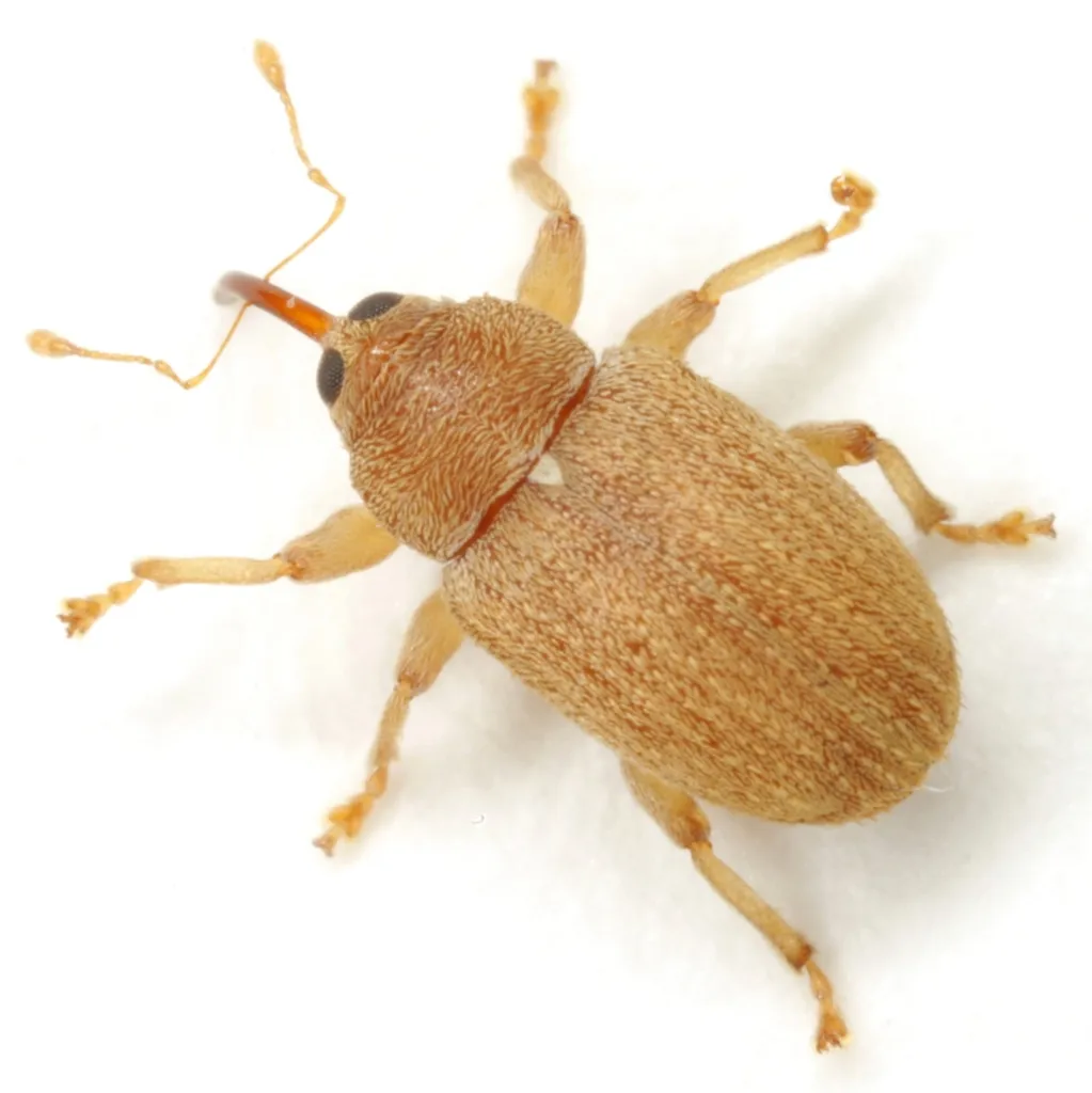 Lignyodes helvolus - photo 2