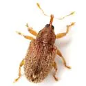 Lignyodes horridulus - photo 2