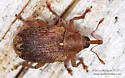 Lignyodes horridulus - photo 3