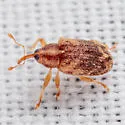 Lignyodes horridulus - photo 4