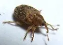 Lignyodes horridulus - photo 5