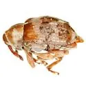 Lignyodes ligustricolus - photo 2