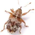 Lignyodes ligustricolus - photo 3