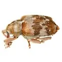 Lignyodes ligustricolus - photo 5