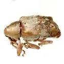 Lignyodes pallidus - photo 2
