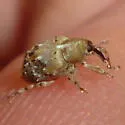 Lignyodes pallidus - photo 4
