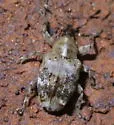 Lignyodes pallidus - photo 5