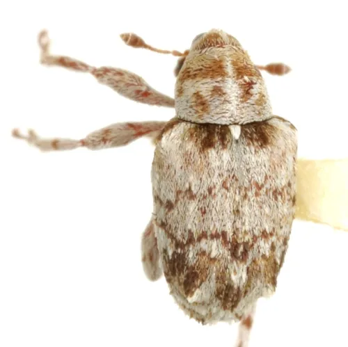 Lignyodes transversus - Lignyodes transversus