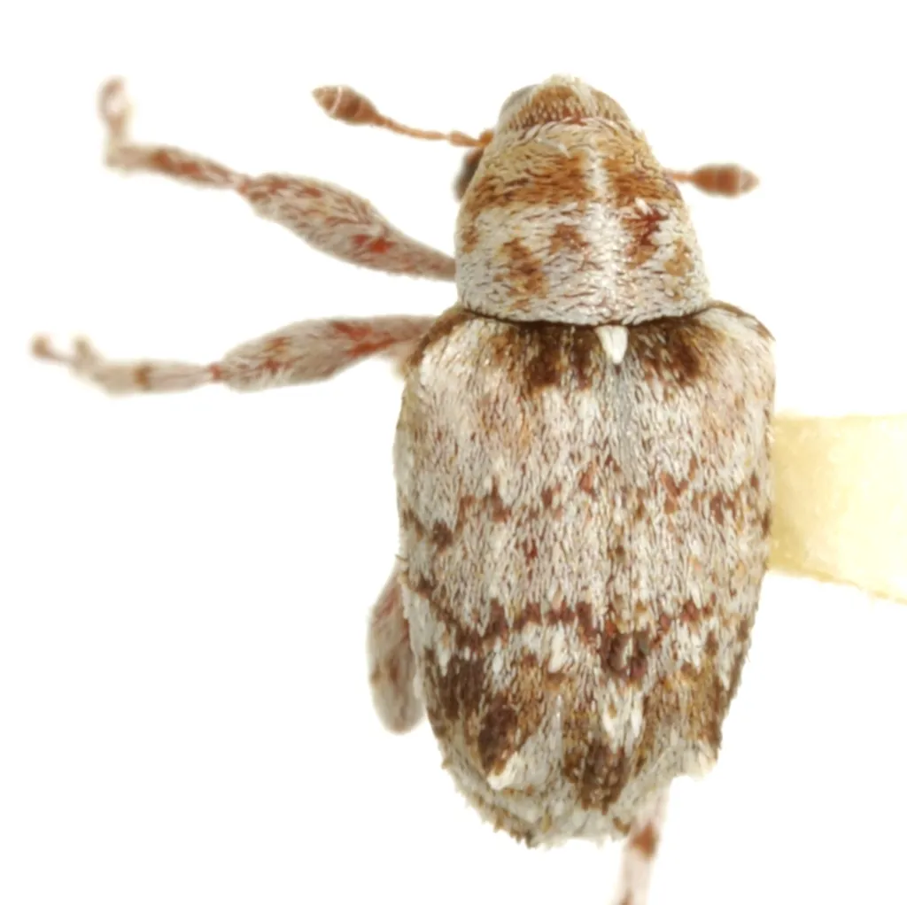 Lignyodes transversus - photo 2