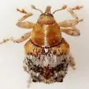 Lignyodes varius - photo 2