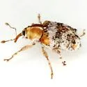 Lignyodes varius - photo 3