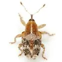Lignyodes varius - photo 4