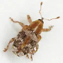 Lignyodes varius - photo 5