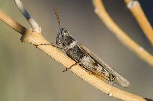 Desert Clicker Grasshopper