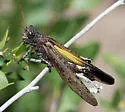 Pecos Clicker Grasshopper