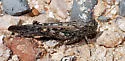 Pecos Clicker Grasshopper - photo 2