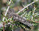 Pecos Clicker Grasshopper - photo 3