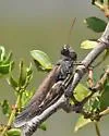 Pecos Clicker Grasshopper - photo 4