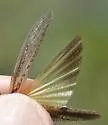 Pecos Clicker Grasshopper - photo 5