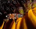 Ligyrocoris barberi - photo 2