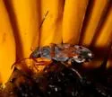 Ligyrocoris barberi - photo 3