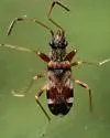 Ligyrocoris barberi - photo 4