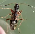 Ligyrocoris barberi - photo 5