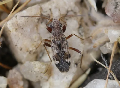 Ligyrocoris delitus